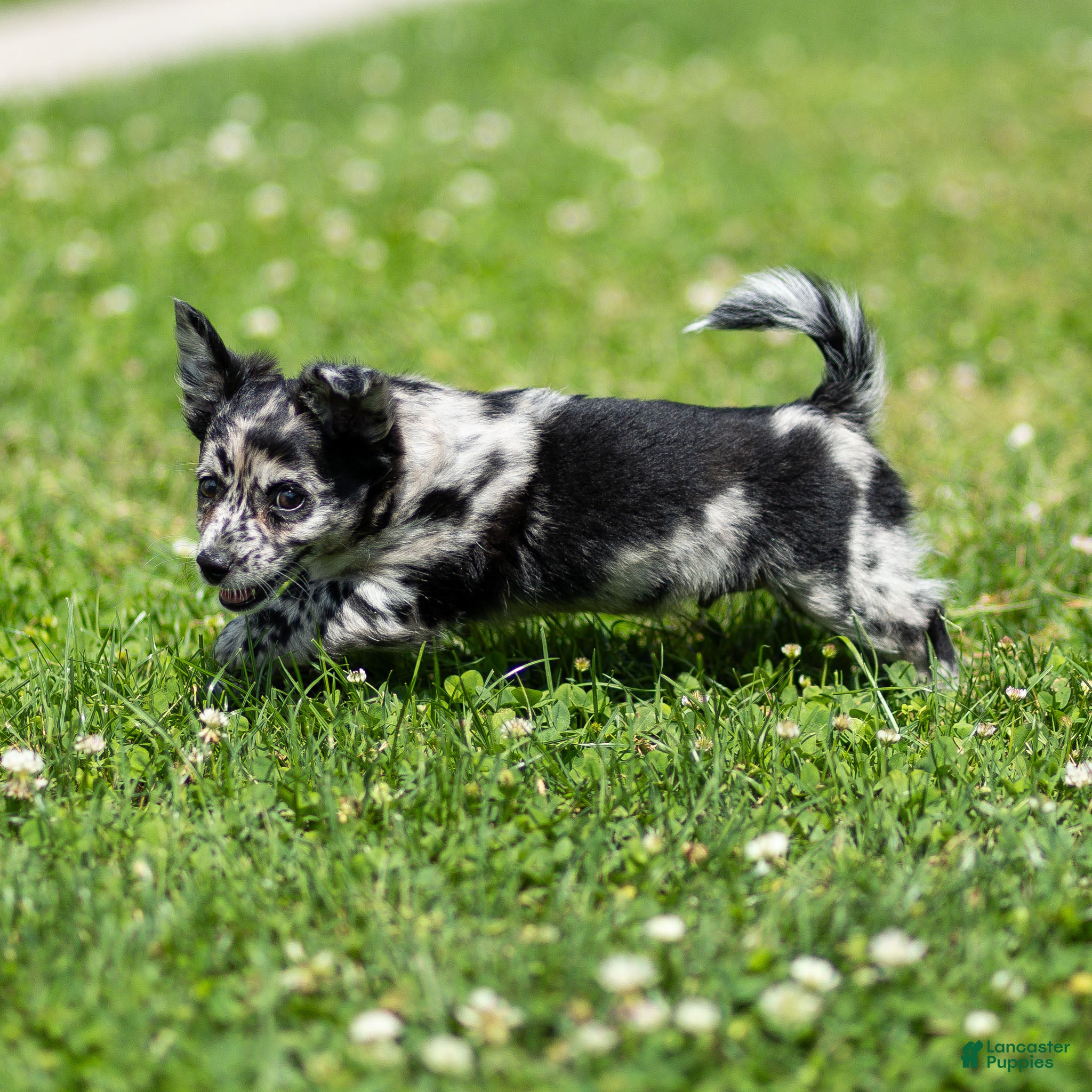 Chihuahua dogs Ryder Chihuahua Puppy  - Ad 2