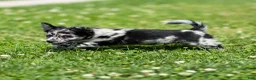 Chihuahua dogs for sale: Ryder Chihuahua Puppy  - Ad 22
