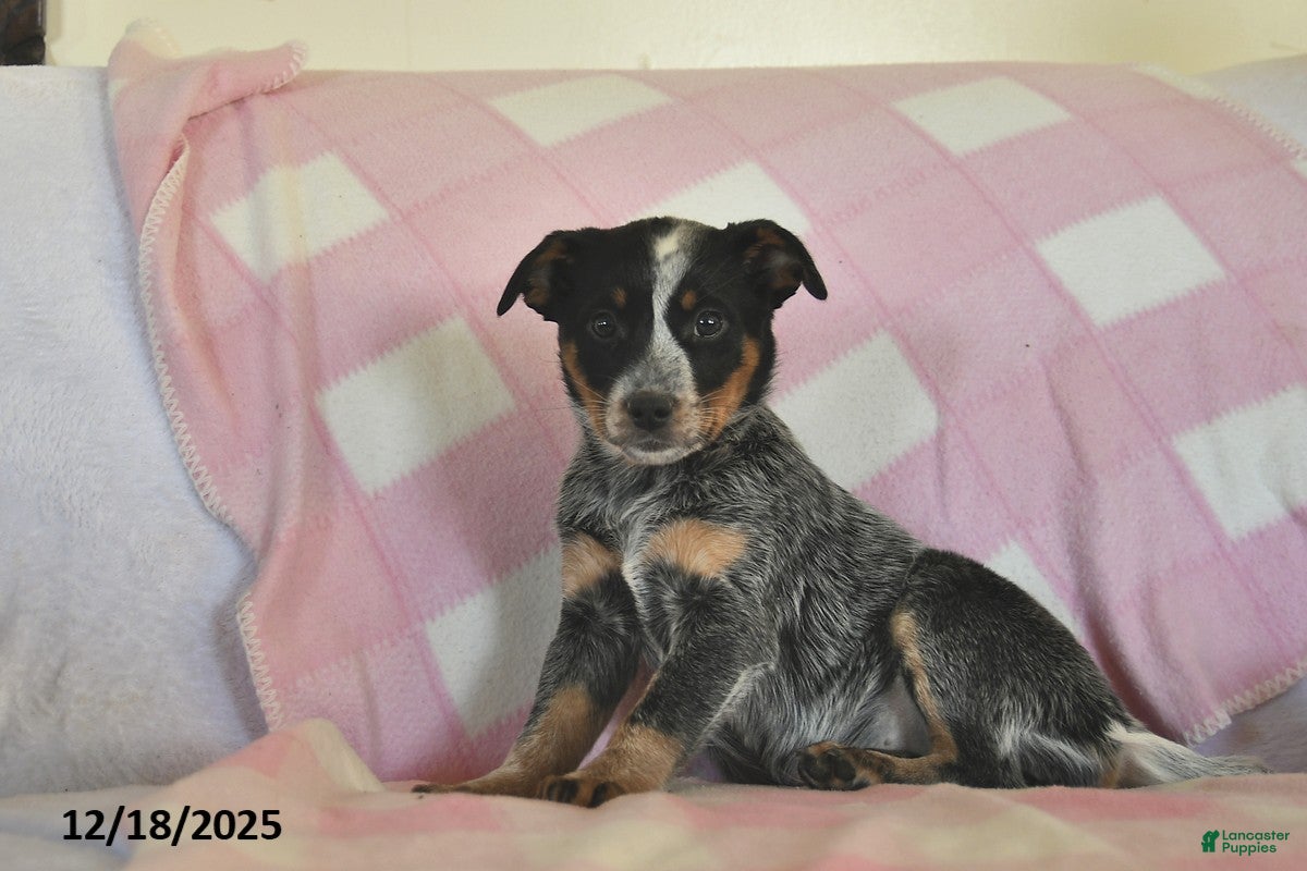 Australian Cattle Dog dogs Sandy  - Ad 26