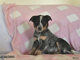 Australian Cattle Dog dogs Sandy - Ad 24