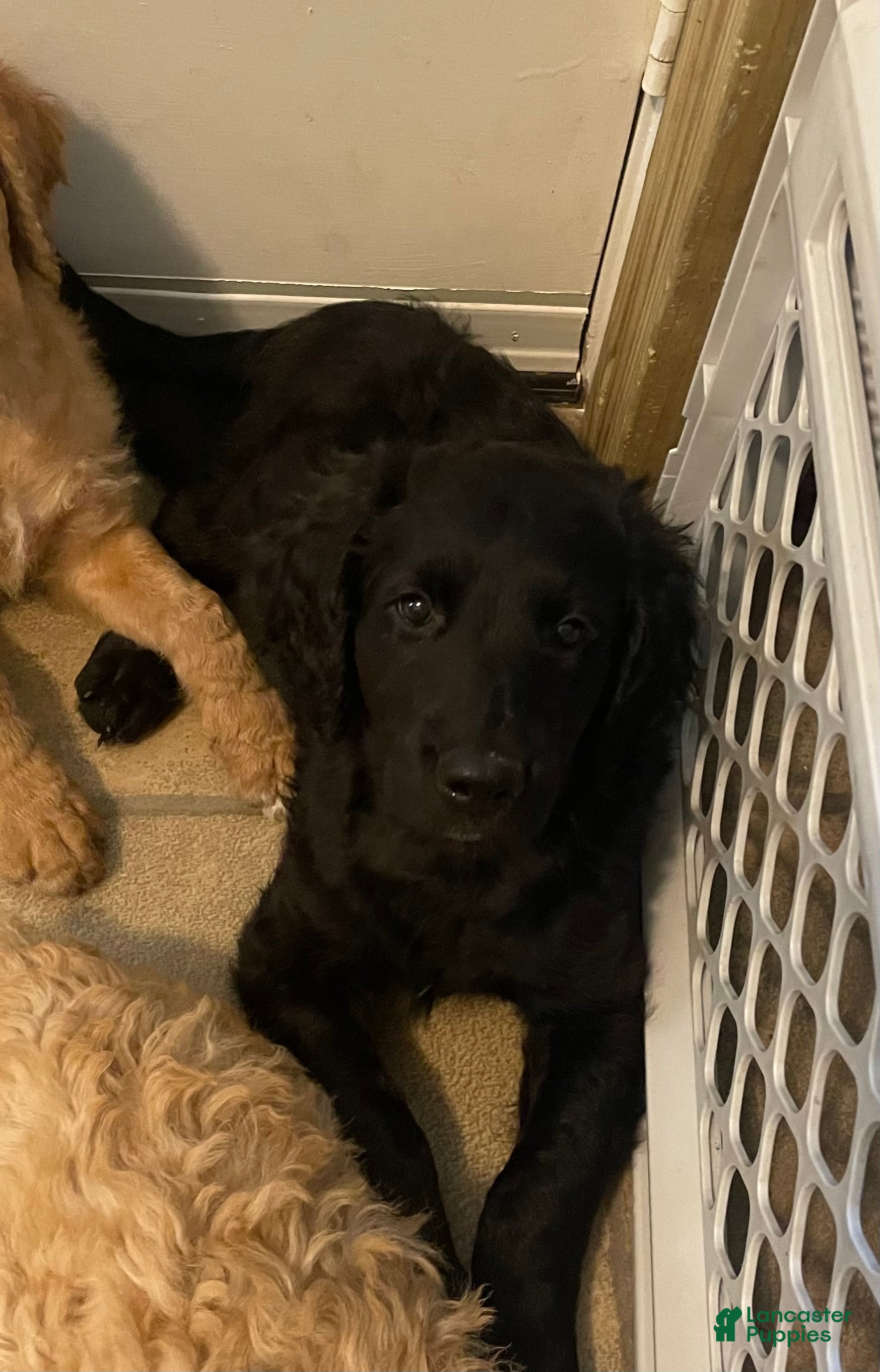 Goldendoodle dogs Goldendoodle 5 - Ad 27