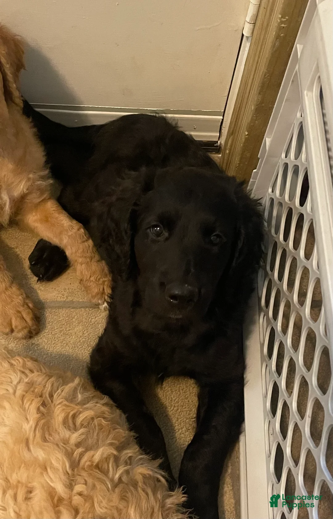 Goldendoodle dogs for sale: Goldendoodle 5 - Ad 1