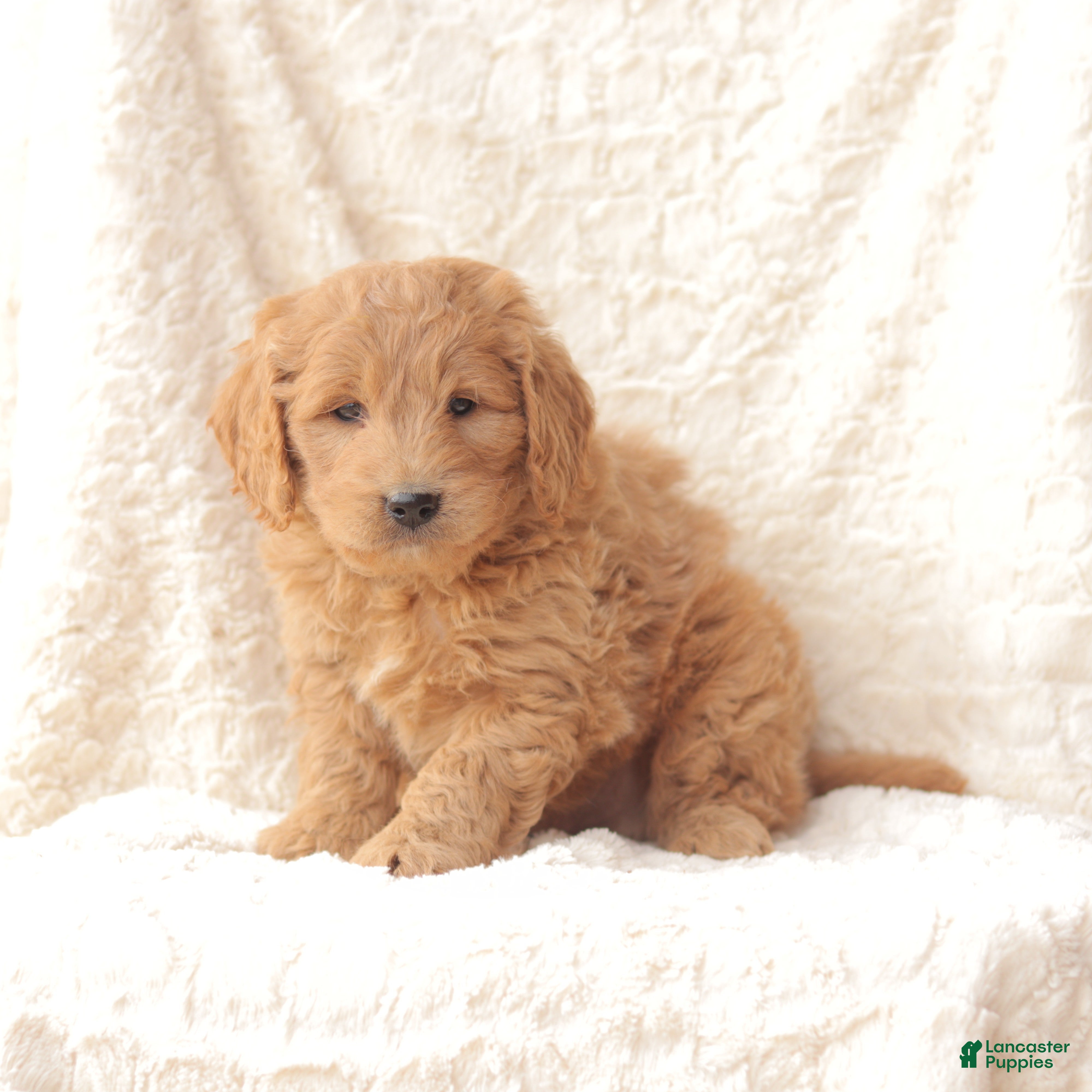 Mini Goldendoodle dogs Teddy - Ad 33