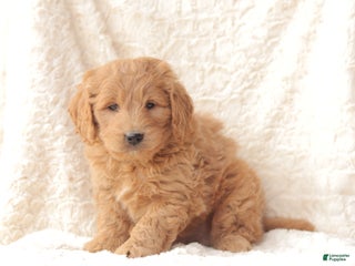 Mini Goldendoodle dogs Teddy - Ad 14