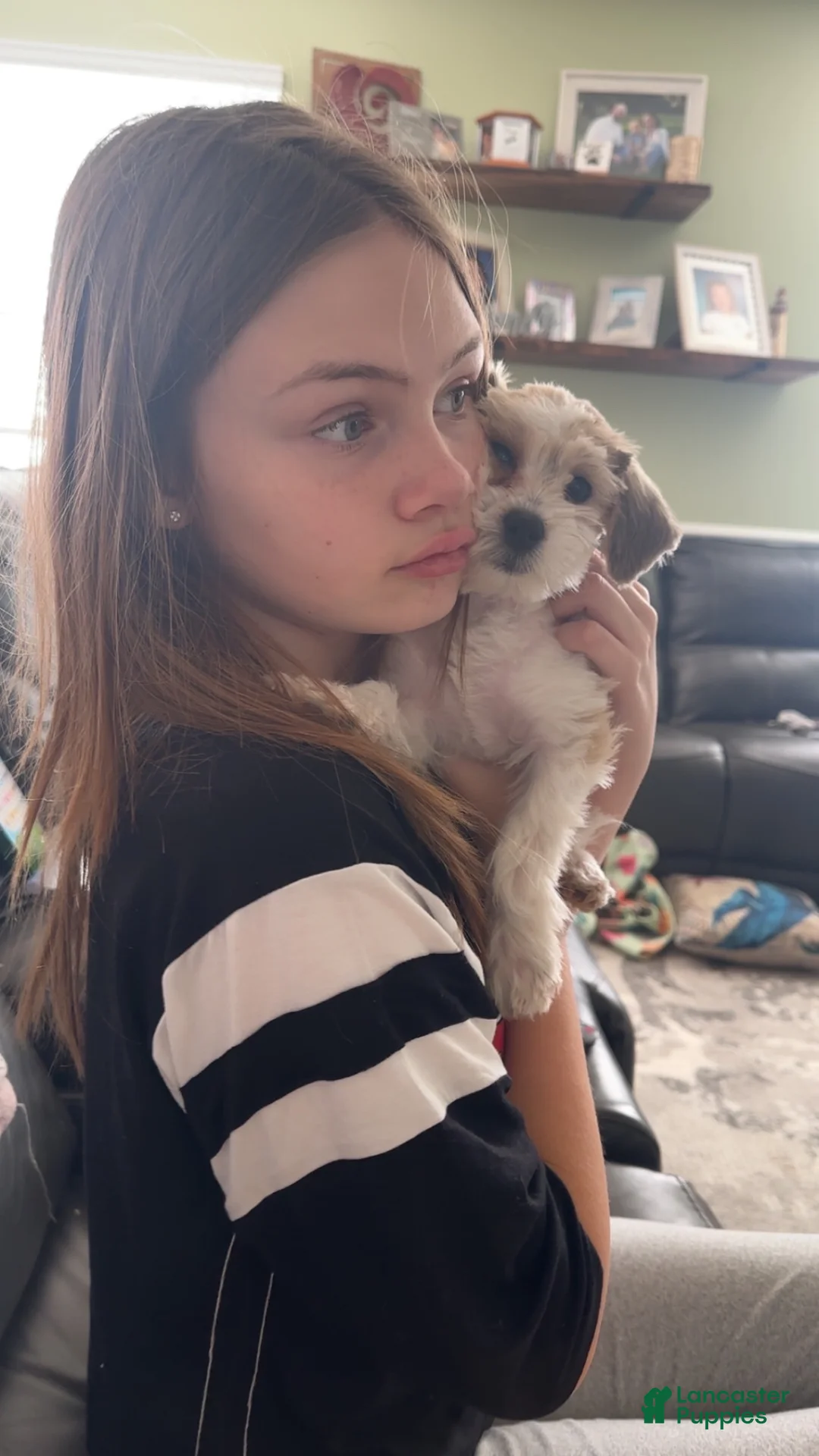 Maltipoo dogs for sale: Maltipoo Puppy 1 - Ad 2