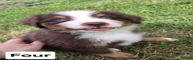 Australian Shepherd 4