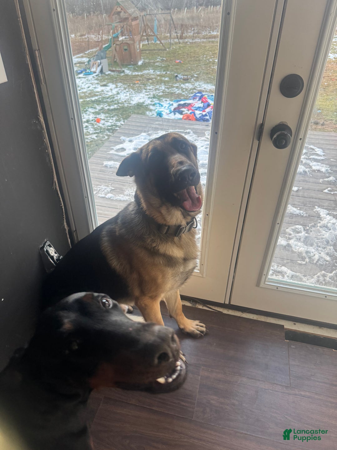 Mixed Breed dogs for sale: Mixed Breed Puppy 4 - Ad 16