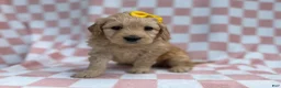 Goldendoodle dogs for sale: Betty - Ad 1