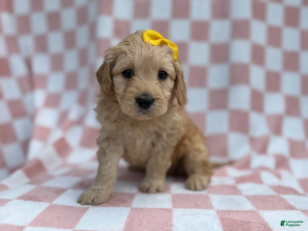 Goldendoodle dogs for sale: Betty - Ad 1
