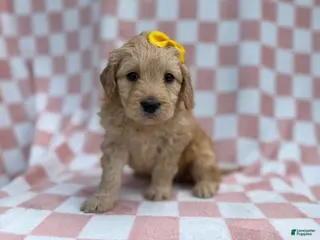 Goldendoodle dogs Betty - Ad 35