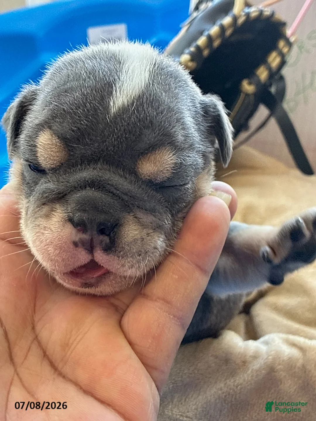 English Bulldog dogs for sale: Hershee - Ad 2
