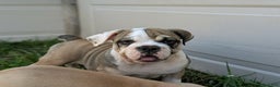 Olde English Bulldogge dogs for sale: Ginger - Ad 13