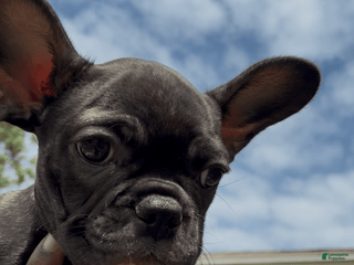 French Bulldog dogs - Ad 17