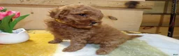 Mini Goldendoodle dogs for sale: Mini Goldendoodle Puppy 4 Phoenix - Ad 2