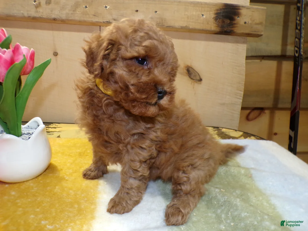 Mini Goldendoodle dogs for sale: Mini Goldendoodle Puppy 4 Phoenix - Ad 2