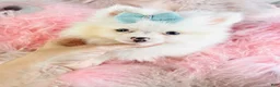 Pomeranian dogs for sale: Pomeranian 1 - Ad 1
