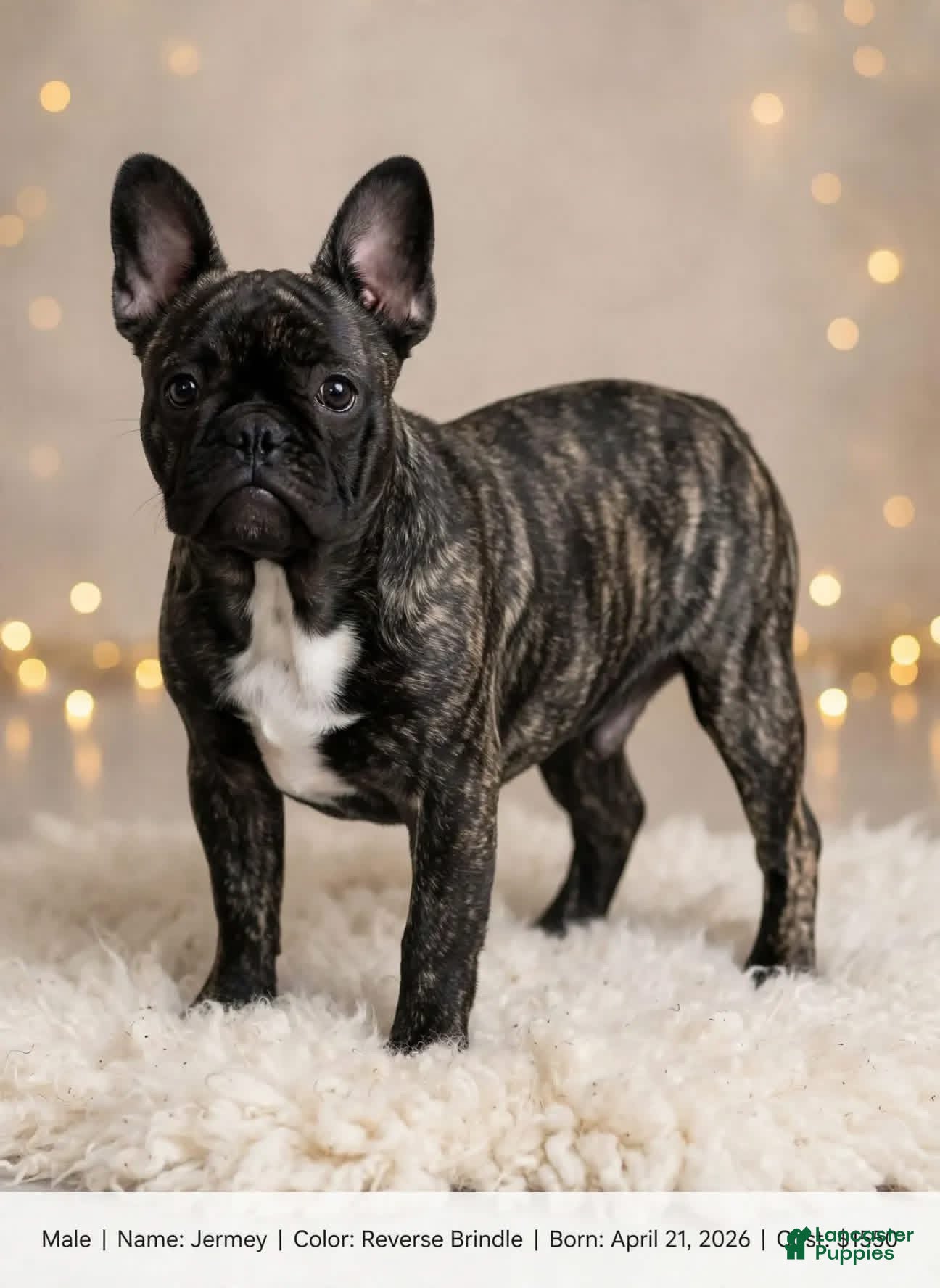 French Bulldog dogs Jeremy - Ad 1