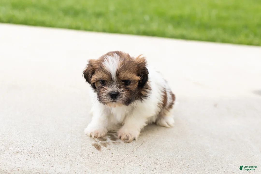 Shih Tzu dogs for sale: Beauty - Ad 2