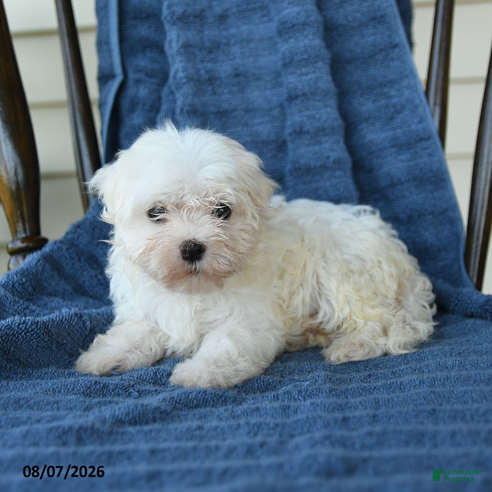 Maltese dogs Sharron - Ad 2