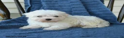 Maltese dogs for sale: Sharron - Ad 2