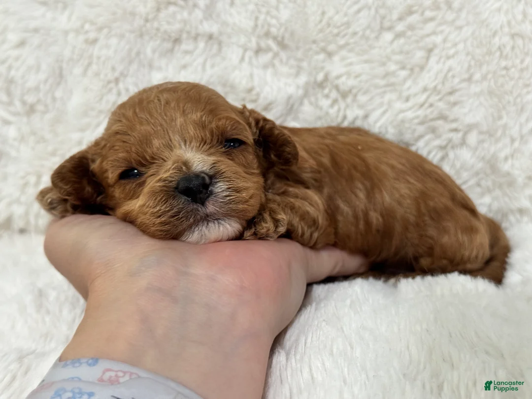 Cavapoo dogs for sale: Bruno - Ad 2