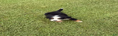 Bernese Mountain Dog 1