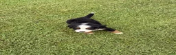 Bernese Mountain Dog dogs for sale: Bernese Mountain Dog 1 - Ad 1