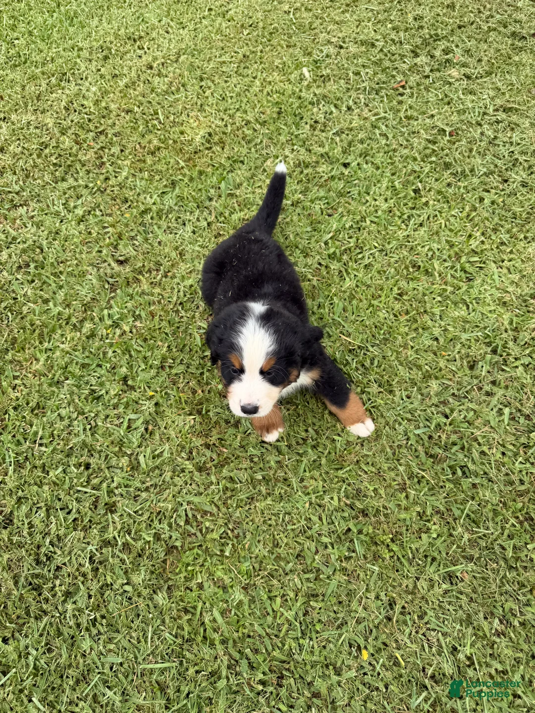 Bernese Mountain Dog dogs for sale: Bernese Mountain Dog 1 - Ad 1