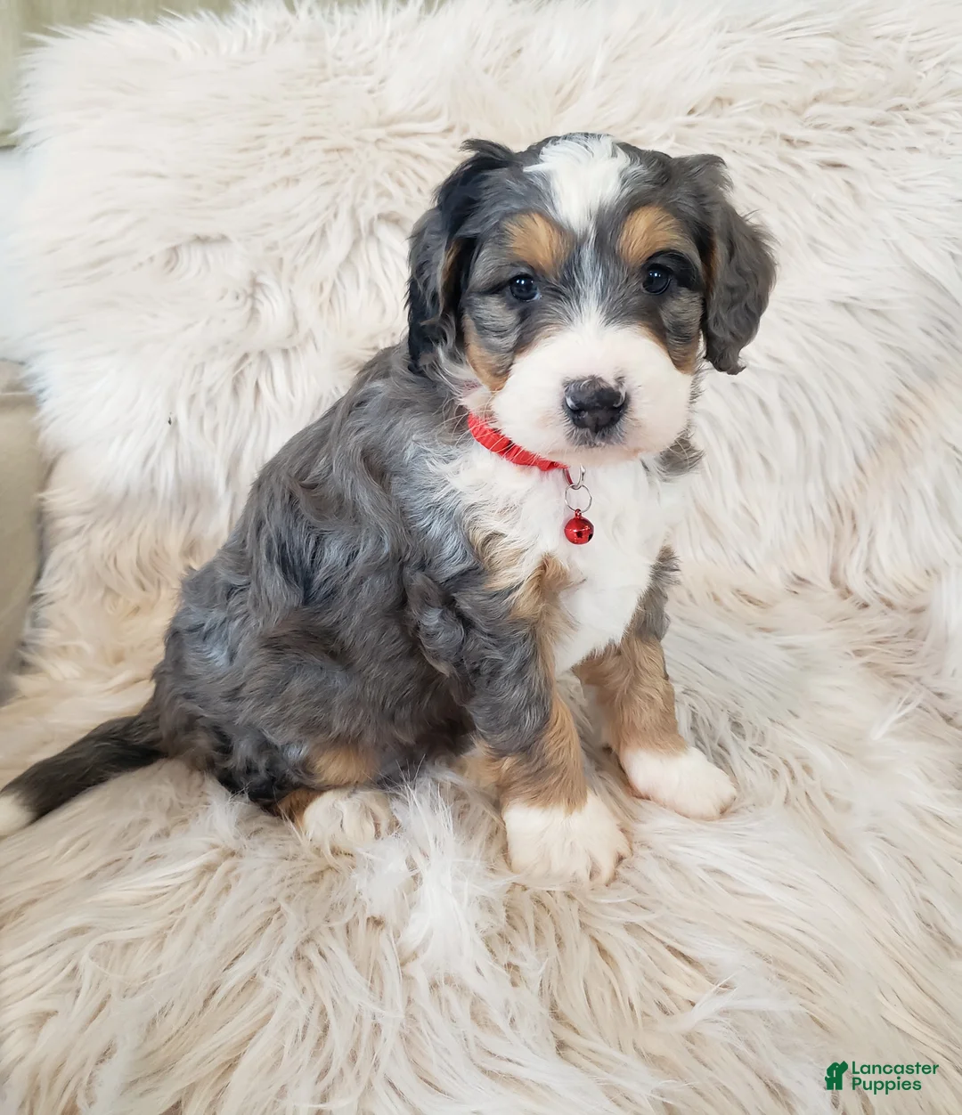 Mini Bernedoodle dogs for sale: Royal - Ad 5