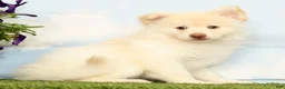 Pomsky dogs for sale: Krew - Ad 4
