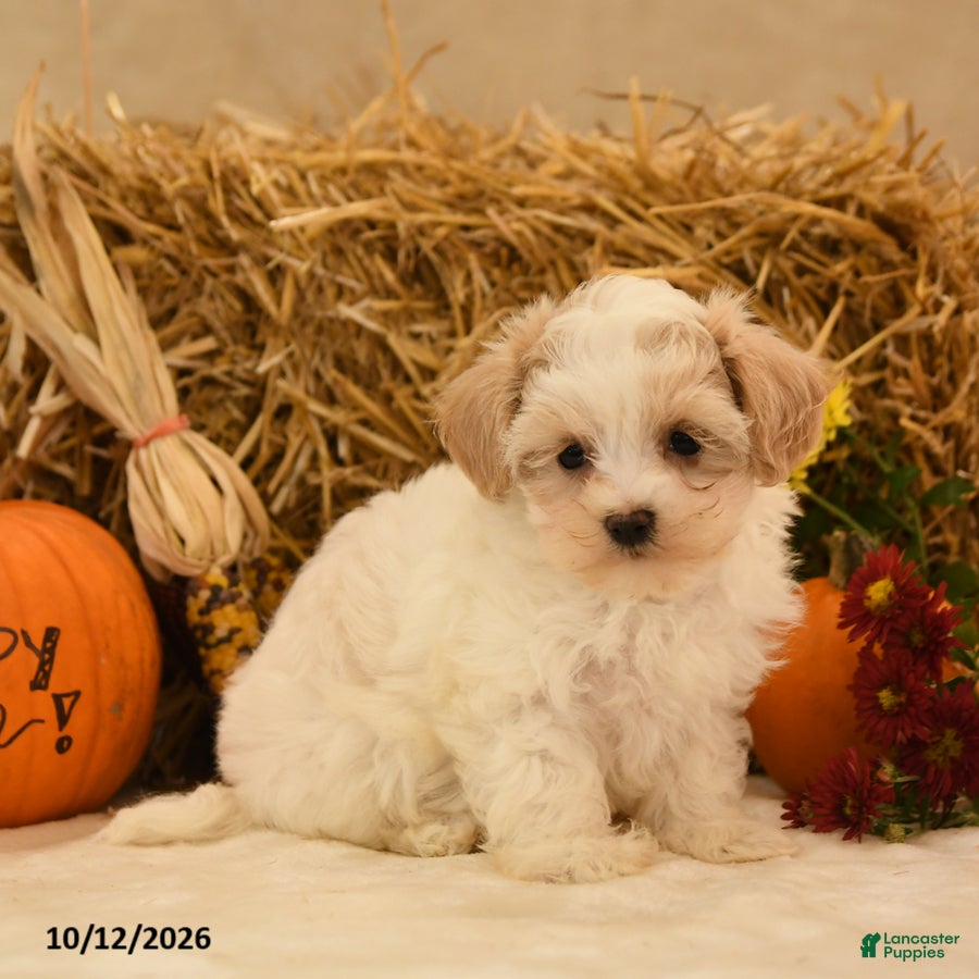 Maltipoo dogs Judith - Ad 2