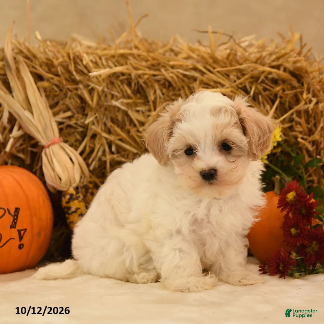 Maltipoo dogs for sale: Judith - Ad 2