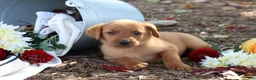 Labrador Retriever dogs for sale: Acorn - Ad 3