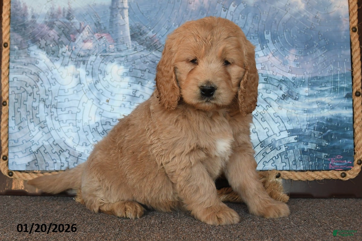 Goldendoodle dogs Peaches - Ad 40
