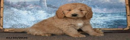 Goldendoodle dogs for sale: Peaches - Ad 1