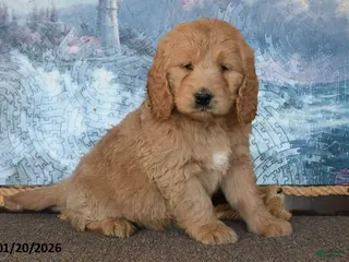 Goldendoodle dogs Peaches - Ad 8