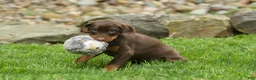 Doberman Pinscher dogs for sale:  Daisy (Red Rust) 🖤🐾 - Ad 3