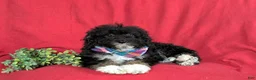 Mini Bernedoodle dogs for sale: Abram Hypoallergenic - Ad 8