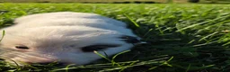 Great Pyrenees dogs for sale: James - Ad 3