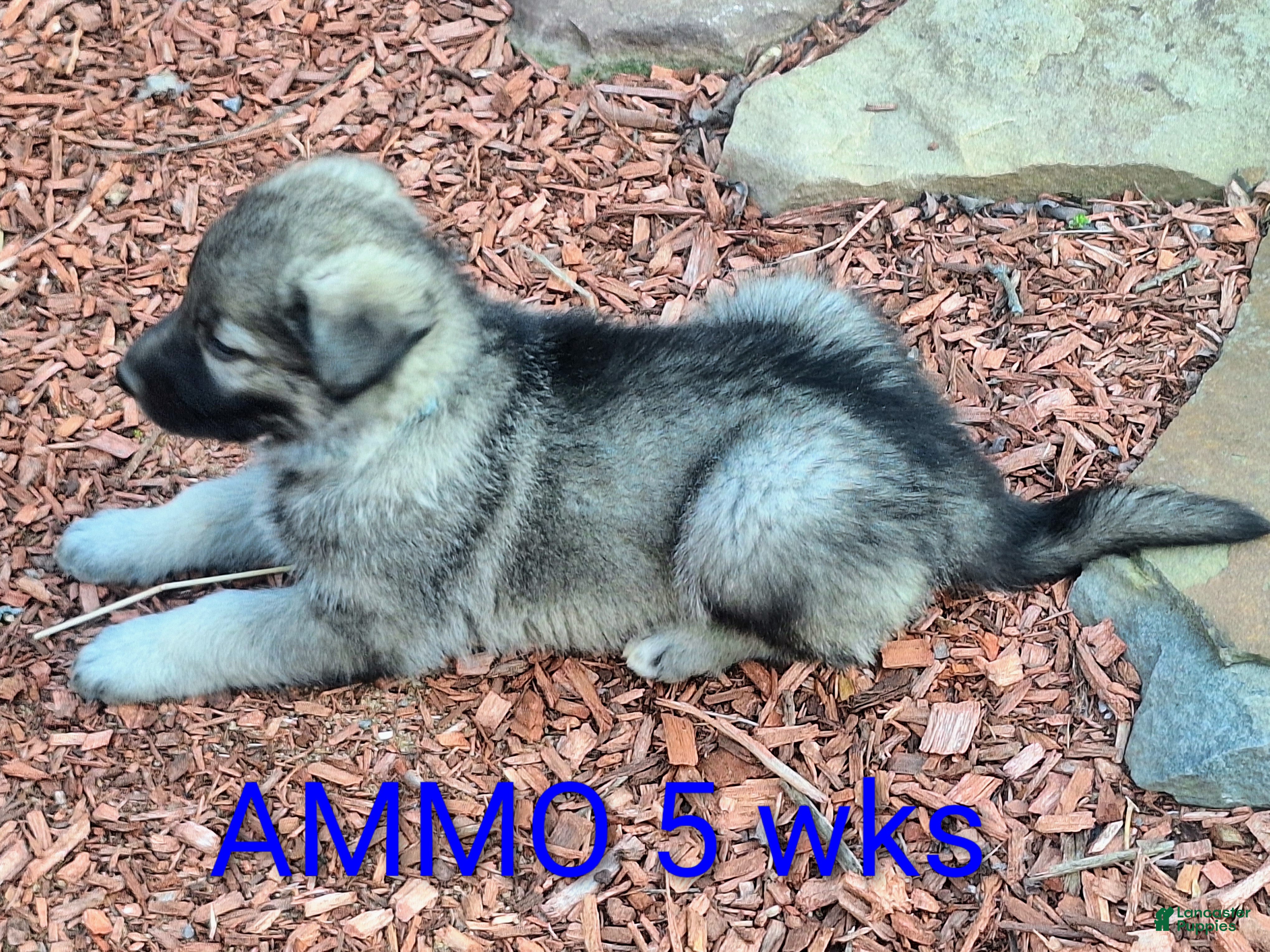 German Shepherd dogs AMMO Silver sable male pup! - Ad 1