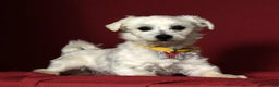 Maltese dogs for sale: Mason - Ad 11