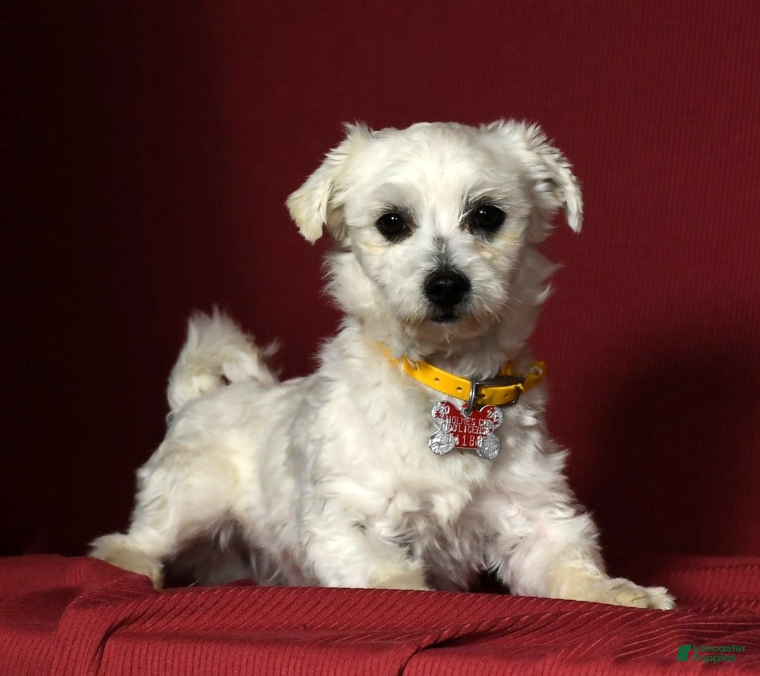 Maltese dogs for sale: Mason - Ad 11