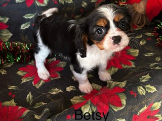 Cavalier King Charles Spaniel dogs Cavalier King Charles Spaniel Puppy 6 - Ad 20