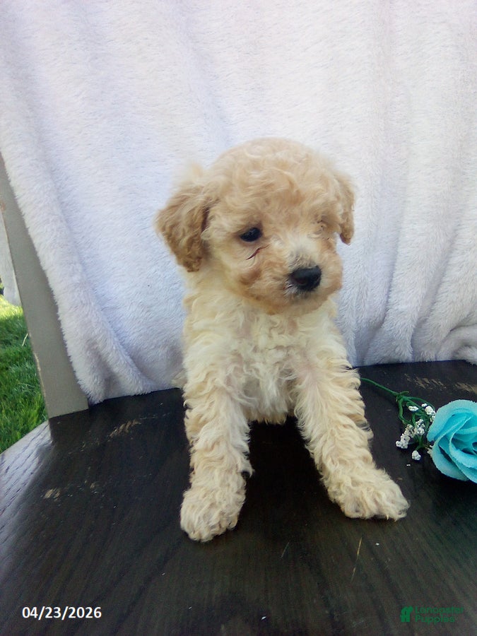 Toy Poodle dogs Echo - Ad 1