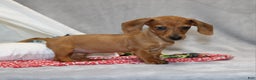 Miniature Dachshund dogs for sale: Button - Ad 10