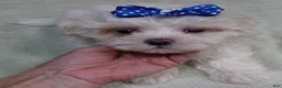 Maltese dogs for sale: Bogie - Ad 8