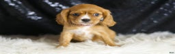 Cavalier King Charles Spaniel dogs for sale: Sonoma - Ad 5
