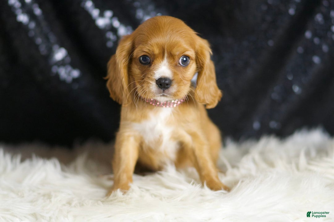 Cavalier King Charles Spaniel dogs for sale: Sonoma - Ad 5
