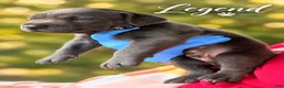 Cane Corso dogs for sale: Legend - Ad 4
