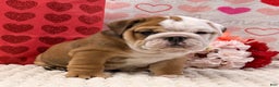 English Bulldog dogs for sale: Tammy - Ad 6